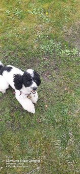 Pudlik  ke krytí - 7