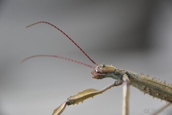 Achrioptera Manga - 7