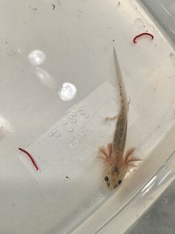 Axolotl mexický - vodní dráček - 7