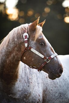 Připouštění Appaloosa - 7