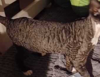 Devon Rex - 7