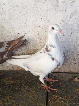 Prodám letošní holuby Český Stavák a Poštovní holub - 7