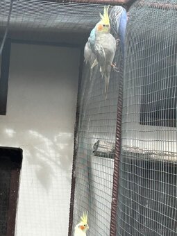 Kakarici,korela,andulka,penant - 7