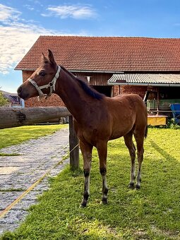 Kobylka Quarter Horse (AQH, QH) - 7