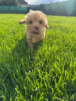 Cavapoo s pp/ registrací - 7