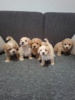 Maltipoo - 7