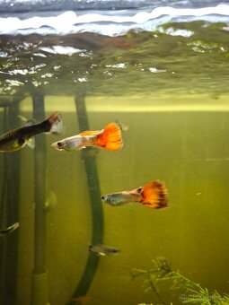 Prodám paví očka, ancitrusy a krevetky - 7