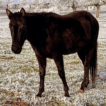 Paint horse - 7