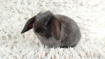 Zakrslý beránek, králíček, králík - ELLA - 7