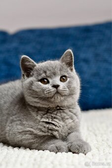 Britská modrá koťátka s PP - 7