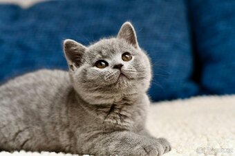 Britská modrá koťátka s PP - PRODANÍ - 7