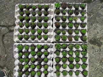 Netřesky na střechu, skalku, zídku - 7