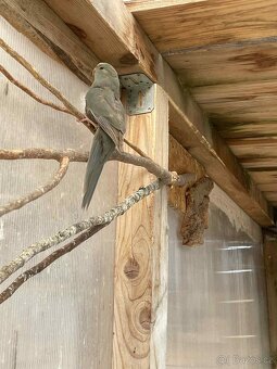 Letošní odchovy - 7