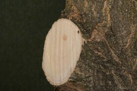 Minolta AF zoom Xi 28-105mm 3,5-4,5 - 7