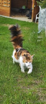 Mainská mývalí koťátka - 7