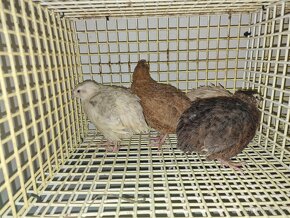 Křepelky japonské - 7