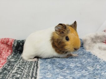 Morče, Morčata, Morčátko, Morčátka - SAMIČKY - 7