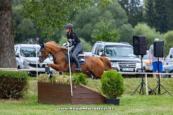Sportovní pony klisna - 7