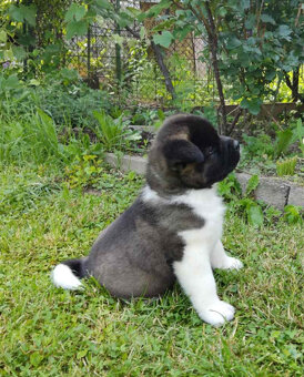 Americká Akita - American Akita - 7