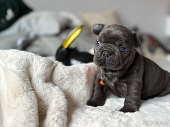 Francouzsky buldoček - 7