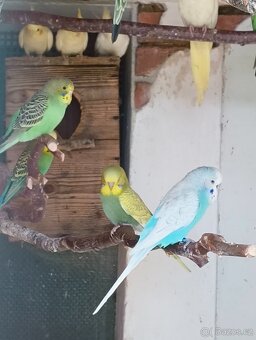 Prodám loňské mláďata Andulek a Korel - 7