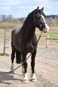 Osmiletý valach welsh cob D - 7