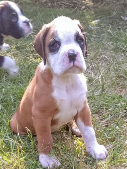 Německý  Boxer zlatý štěňě bez PP - 7