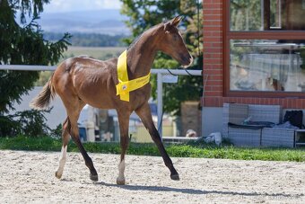 Drezurní hřebeček - 7