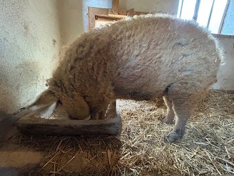 Mangalica - Mangalice - 7