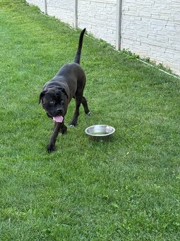 🐾 Rezervace štěňat Cane Corso – bez PP 🐾 - 7