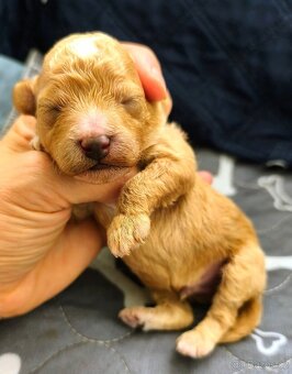 Pudl toy fawn s PP - 7