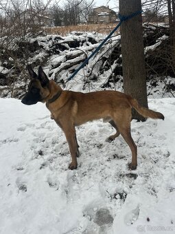 Belgický ovčák Malinois - 7