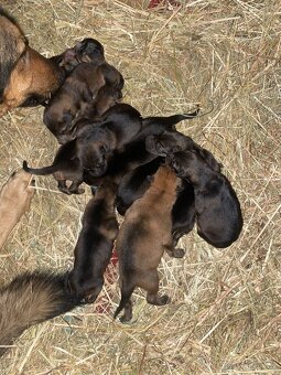 Štěňata německého ovčáka - 7