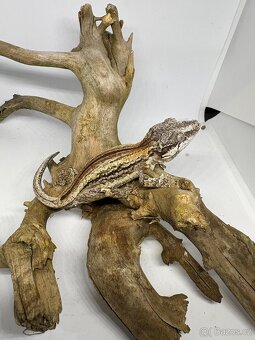 Rhacodactylus auriculatus - 7