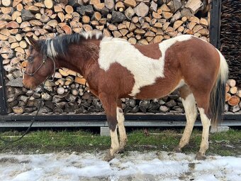 APH Valach 2 roky paint horse - 7