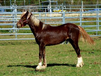 Welsh Cob C, Welsh pony - 7