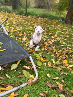 American Bully Classic / standard - 7