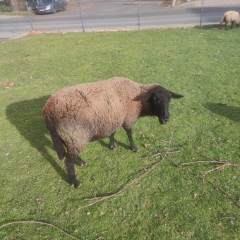 Sufolk 2 barany, 2 ovce Zwartbles - 7