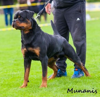 Rottweiler s PP Rotvajler s PP Štěňata rotvajlera s PP Štěňa - 7