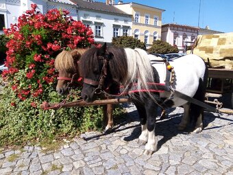 Shetland pony - 7
