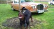 Rotvajler, rottweiler, RTW s PP – KE KRYTÍ - 7