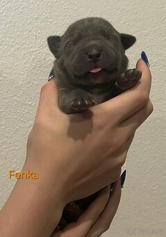 American Bully XL - štěňata - rezervace - 7