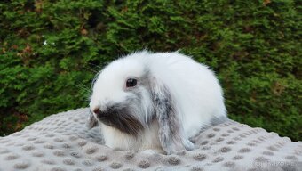 Zakrslý beránek, králíček, králík - MOLLY - 7