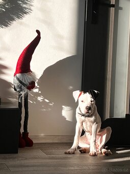 Am Staff kríženka - 7