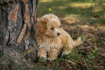 Maltipoo - 7