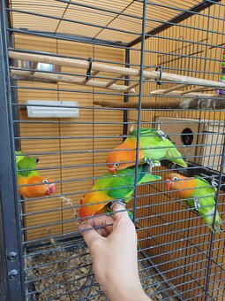 Prodám 2 papoušky Agapornis Fischeri Opalín - 7