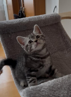 Nabídka britských koťátek Whiskas - 7