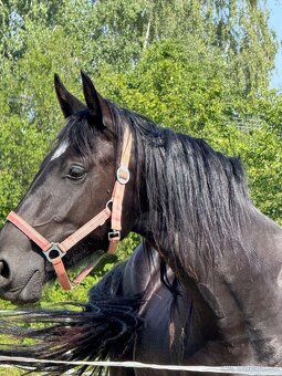 Mladá černá klisna - 7