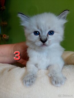 Koťátka Ragdoll k REZERVACI - 7