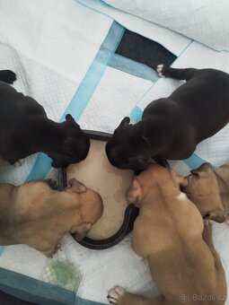 Americký Pocket Bully - 7